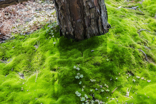 苔藓