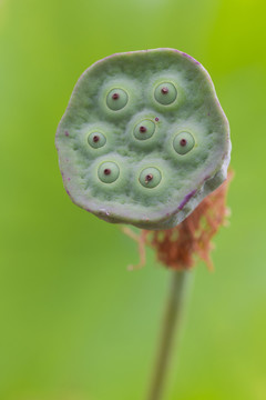 碗莲莲蓬