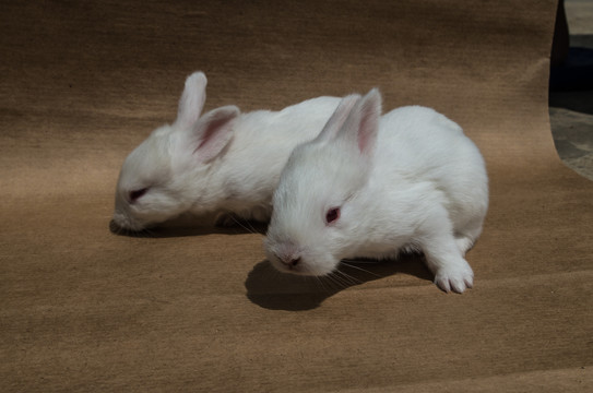 两只小白兔