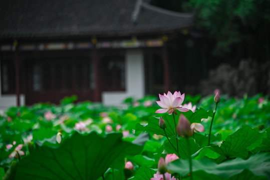 莫愁湖夏天的荷花