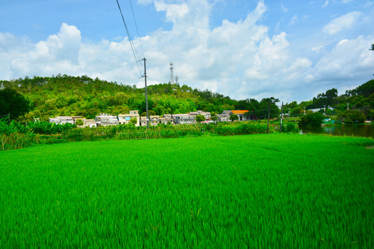 稻田风光