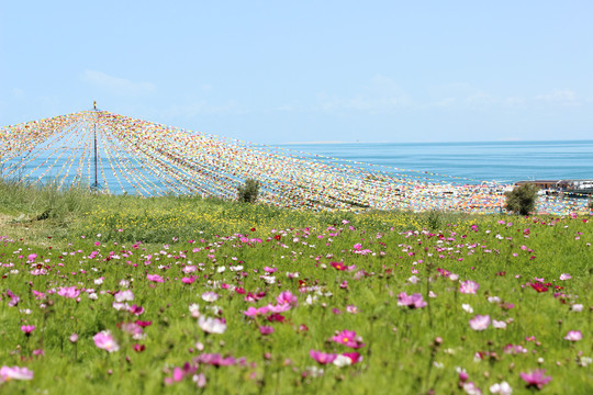 格桑花