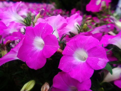 矮牵牛花特写