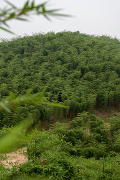 雷竹种植基地