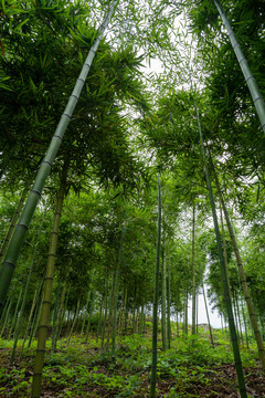 雷竹种植基地