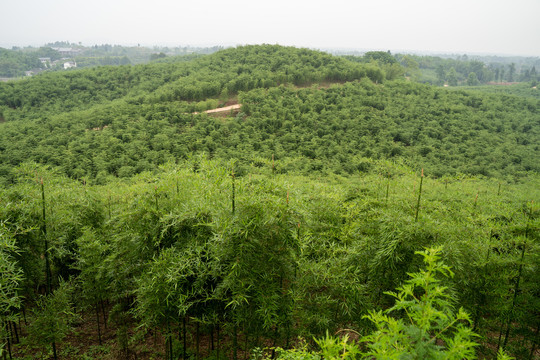 雷竹种植基地