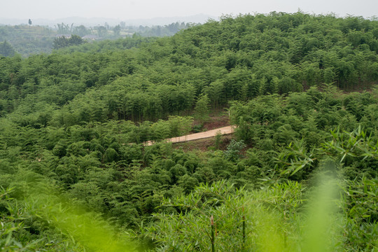 雷竹种植基地