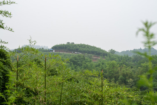 雷竹种植基地