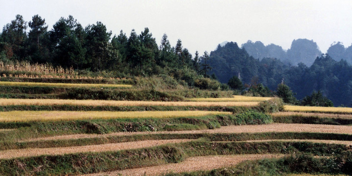 湖南张家界田园