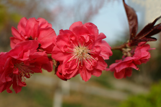 红樱花