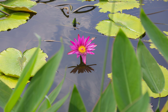 荷花