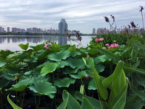 六合区政府边龙池湖荷花荷叶