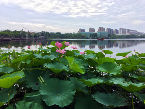 六合区政府边龙池湖荷花荷叶