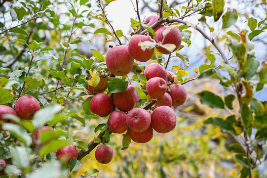 苹果树