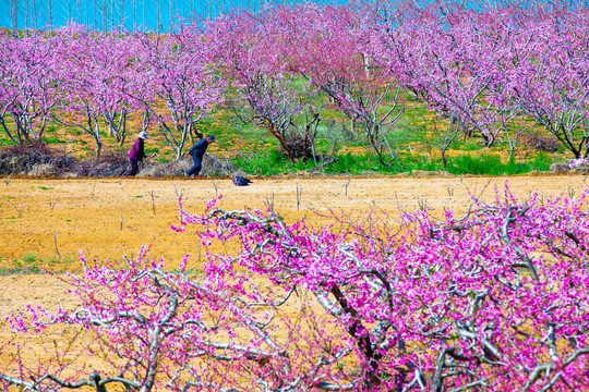 沂蒙桃花