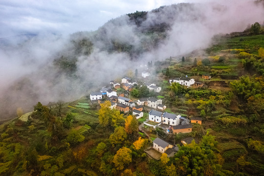 高山云雾茶