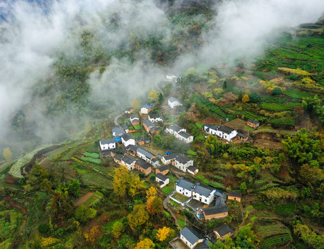 高山茶园