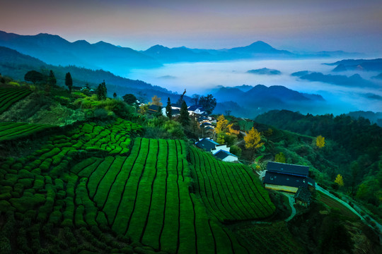 黄山茶园山村高山