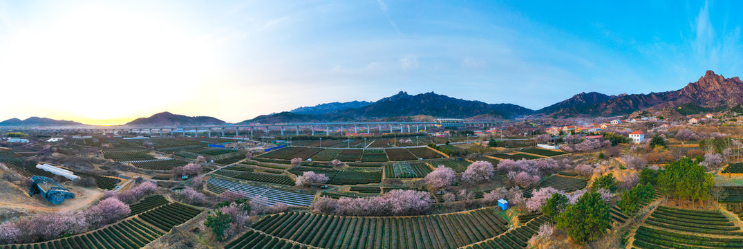 青岛崂山区茶园