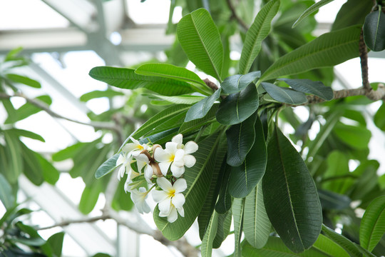 上海辰山植物园里的钝叶鸡蛋花树