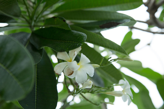 上海辰山植物园里的钝叶鸡蛋花树