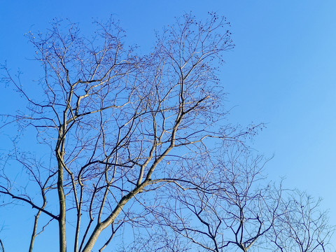 蓝天树枝