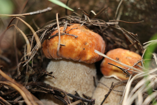 云南野生黄牛肝菌