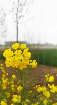 油菜花