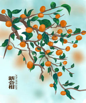 新會(huì)小青柑手繪插畫設(shè)計(jì)