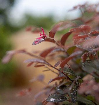 雨天露水花草绿植