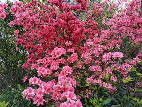 映山红杜鹃花