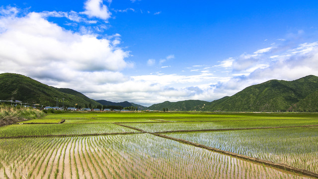 稻田