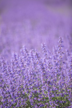 紫色薰衣草鼠尾草