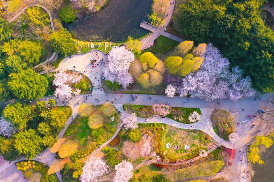 青岛中山公园春天