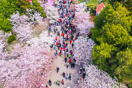 春天樱花中山公园