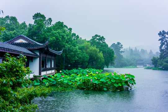 西湖曲院风荷