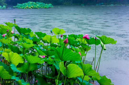 西湖曲院风荷