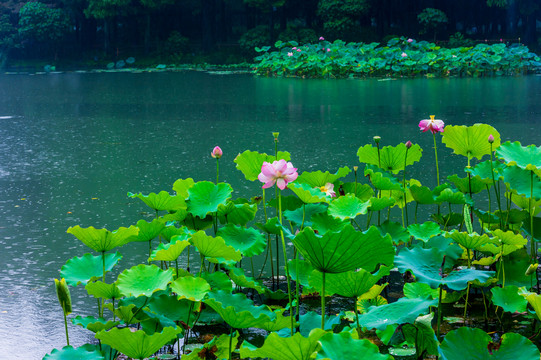 西湖曲院风荷