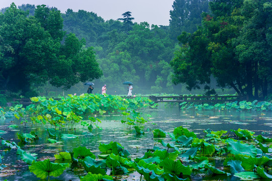 西湖曲院风荷