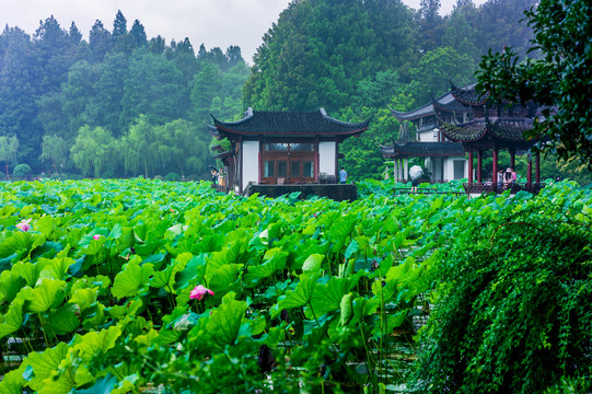 西湖曲院风荷