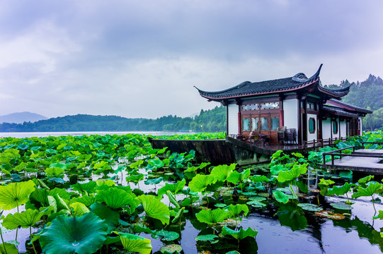 西湖曲院风荷