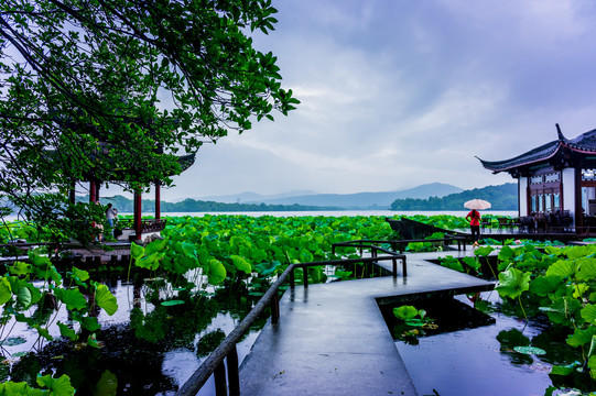 西湖曲院风荷