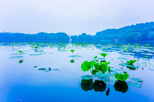 西湖曲院风荷