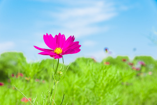 蓝天白云波斯菊