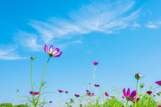 蓝天白云鲜花