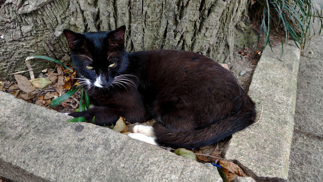 依偎在古树下翻白眼的黑猫