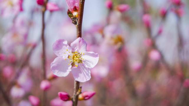 桃花