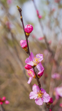 桃花