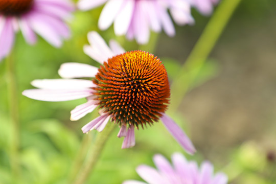 松果菊