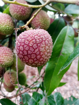 妃子笑荔枝